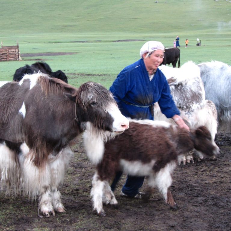 Yakwolle Yak wolle Kamelwolle Kamel Wolle