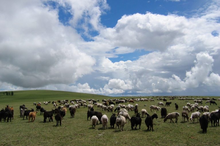 weiche Schafwolle aus der Mongolei